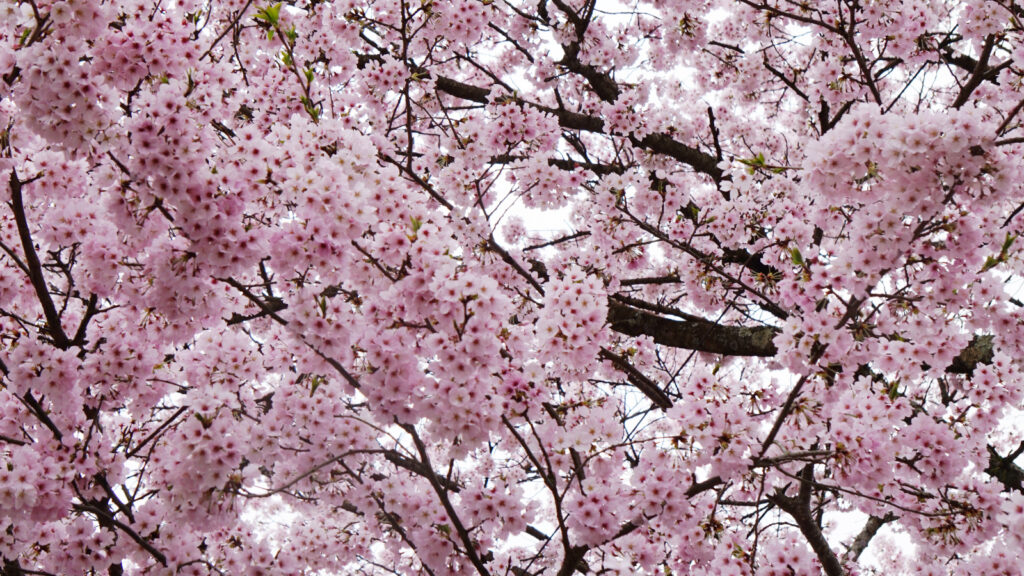 桜の写真